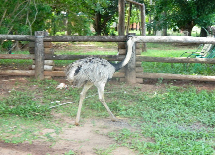 Ema - Pantanal