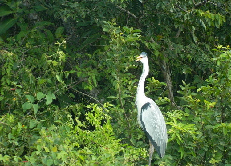 Ave do Pantanal