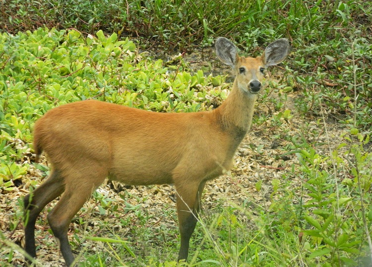 animal pantanal