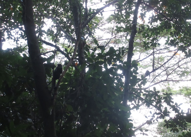 Macaco entre as árvores no Parque Lage