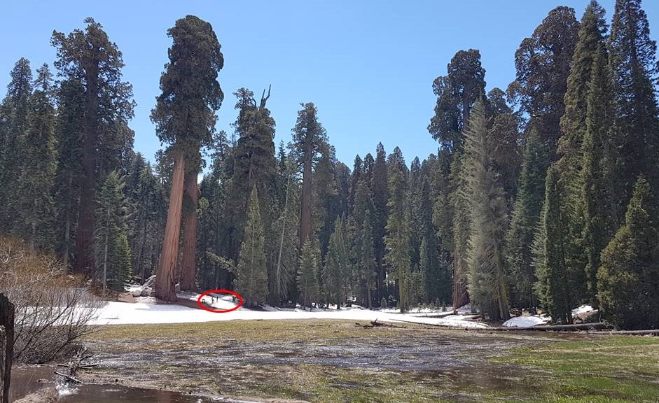 Pessoas e árvores em perspectiva no sequoia national park