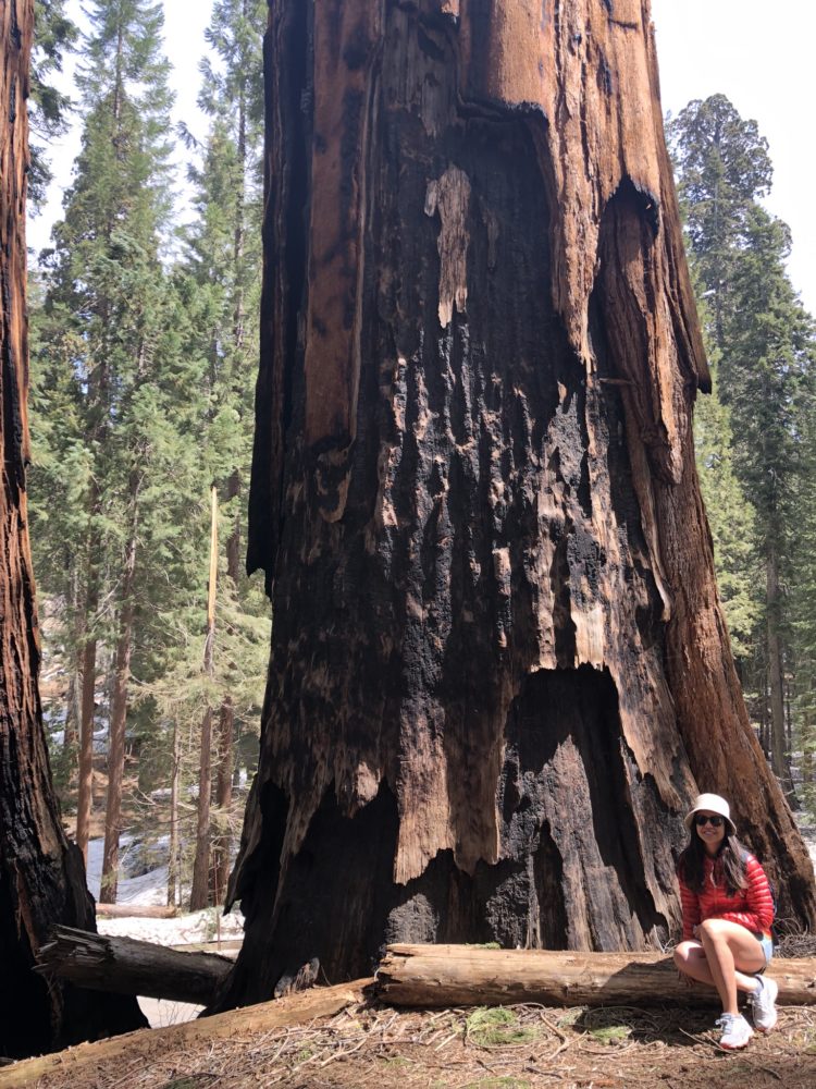 Sequoia com marca de fogo