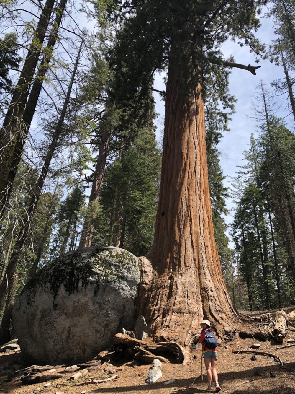 Sequoia crescendo com rocha