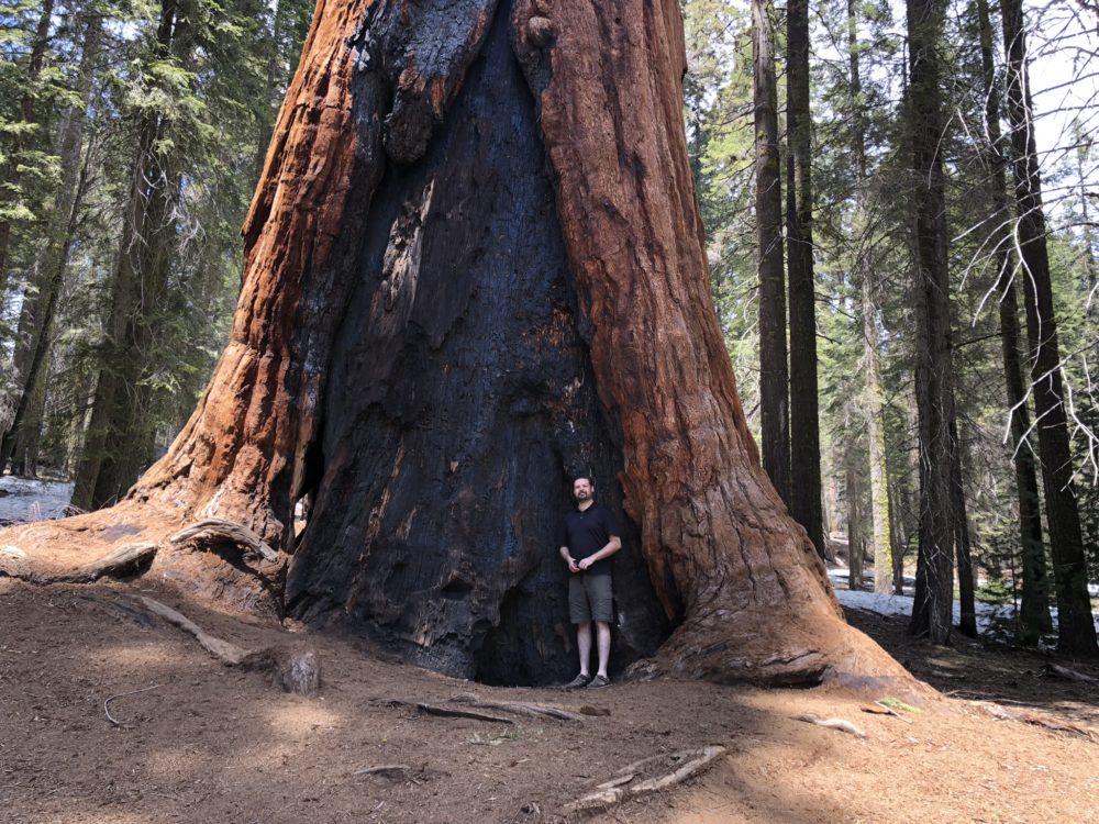 Sequoia gigante