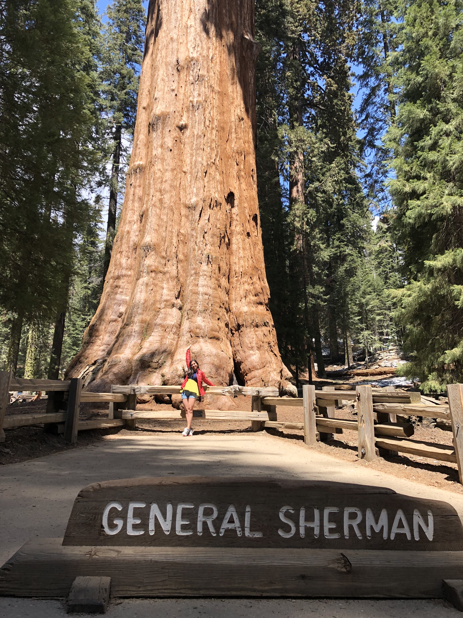 General Sherman , Sequoia National Park