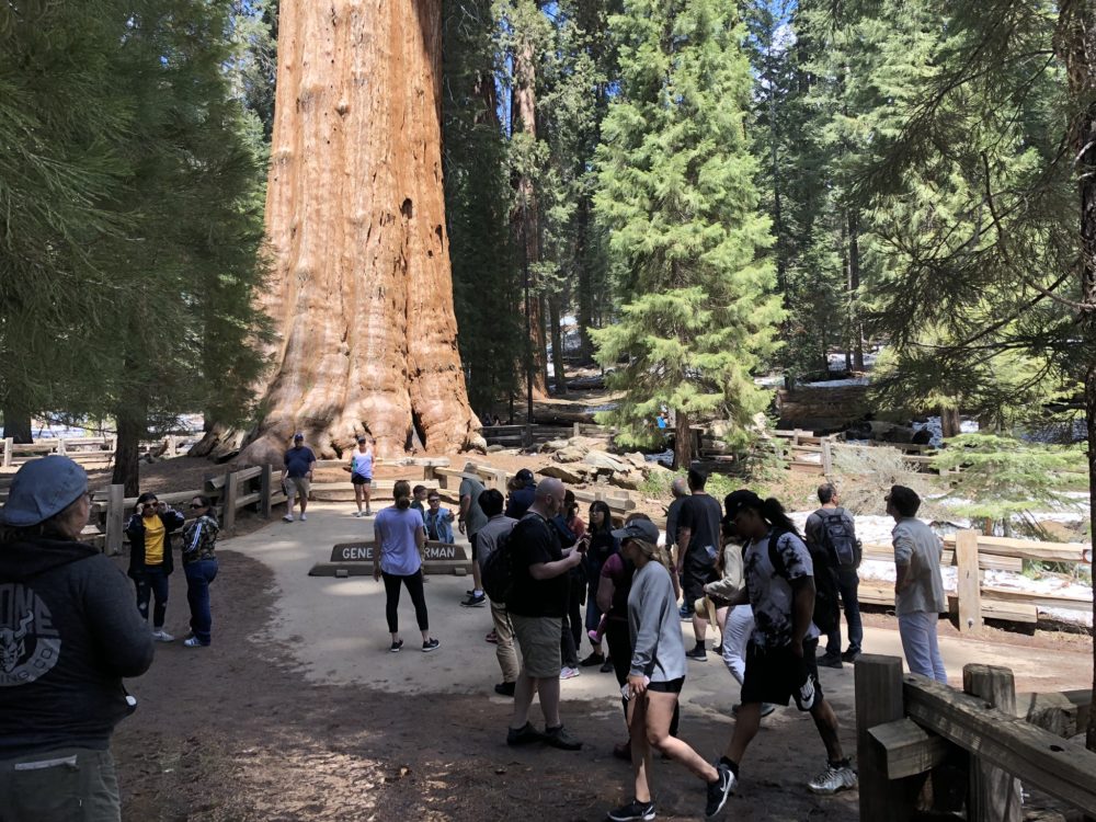 Verdade sobre fotos turísticas - Sequoia National Park