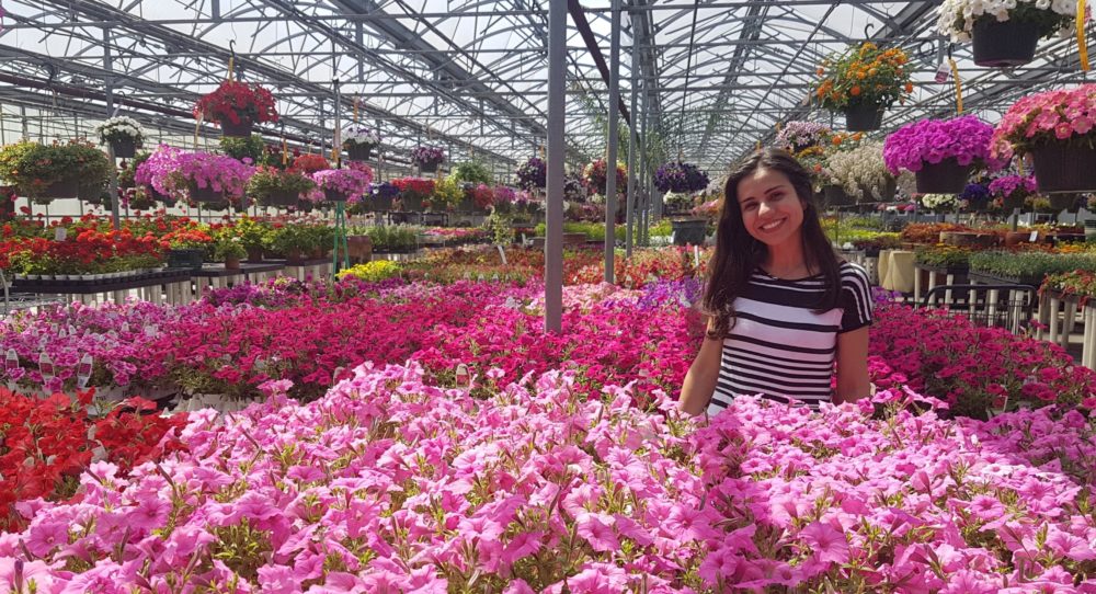 green house full of pink flowers