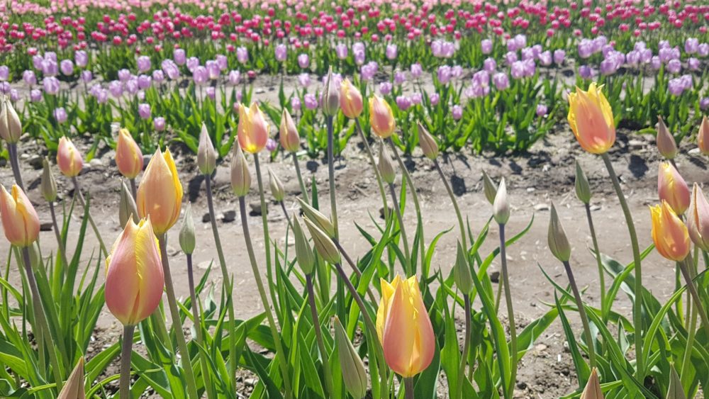 Wicked Tulips Farm RI