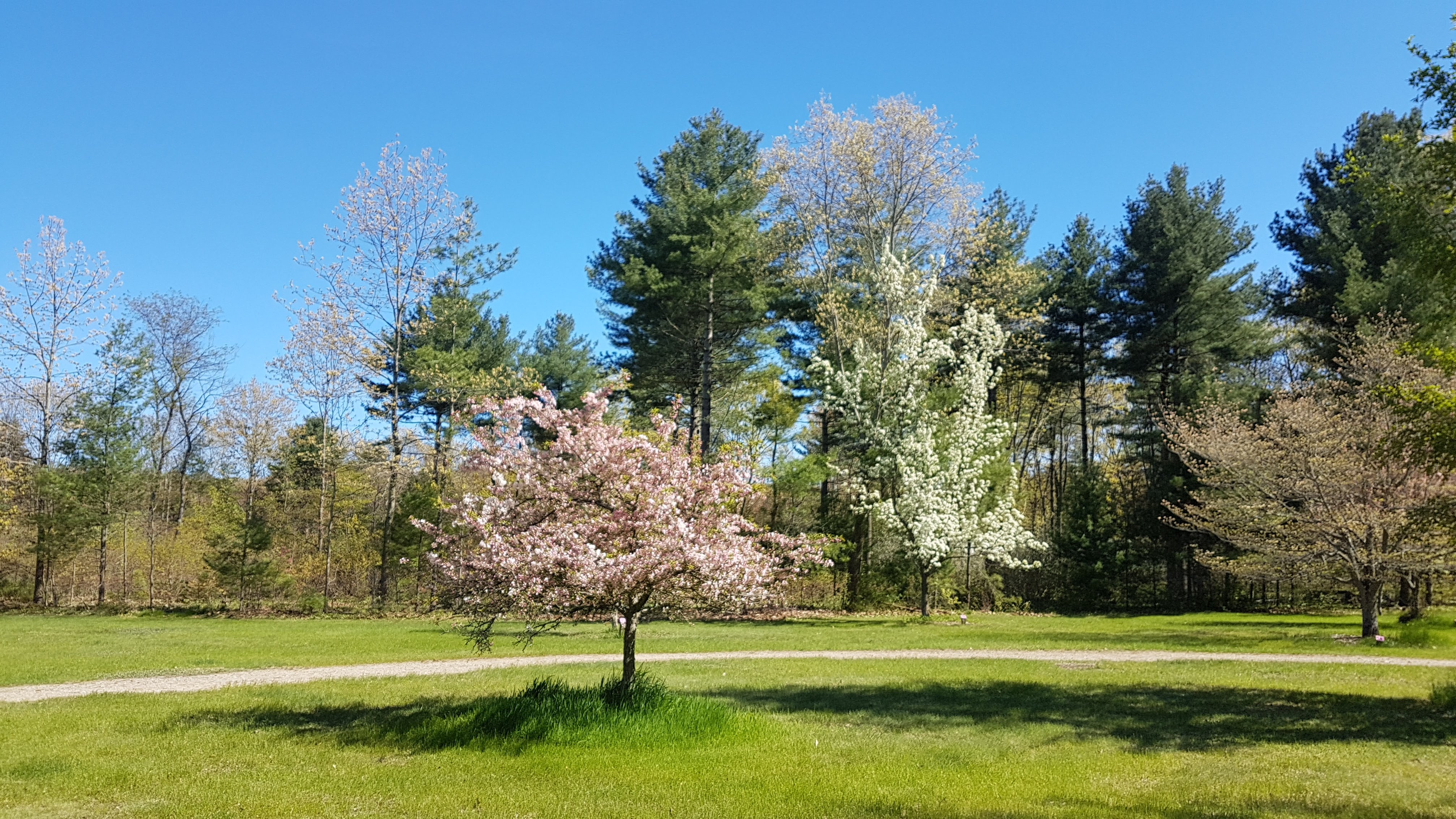 Cerejeira e pereira no Urban Forestry Park,NH