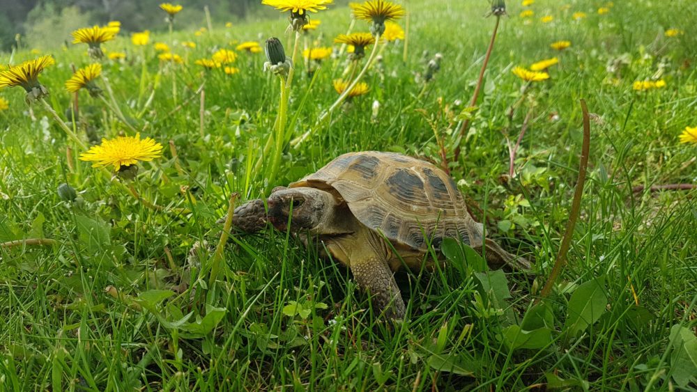 Tortoise on the grass