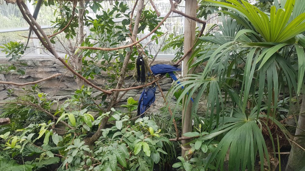 araras azuis zoo providence RI