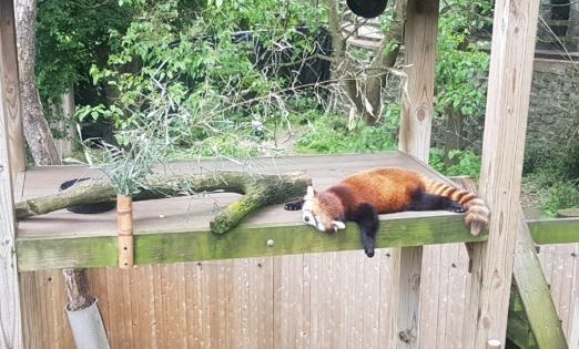 Panda vermelho