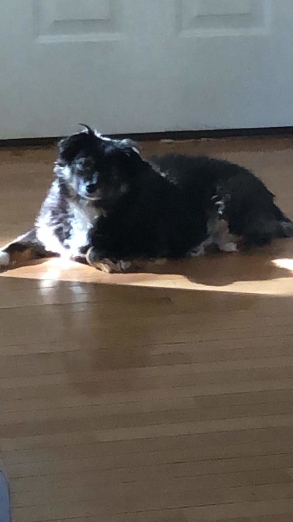 dog by the sun