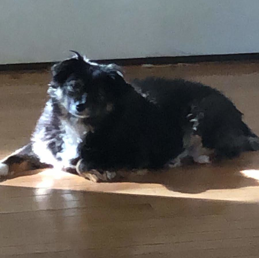dog by the sun
