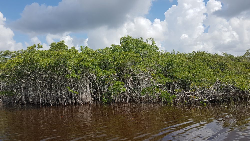 Mangrove, ou maguezal, visto do airboat