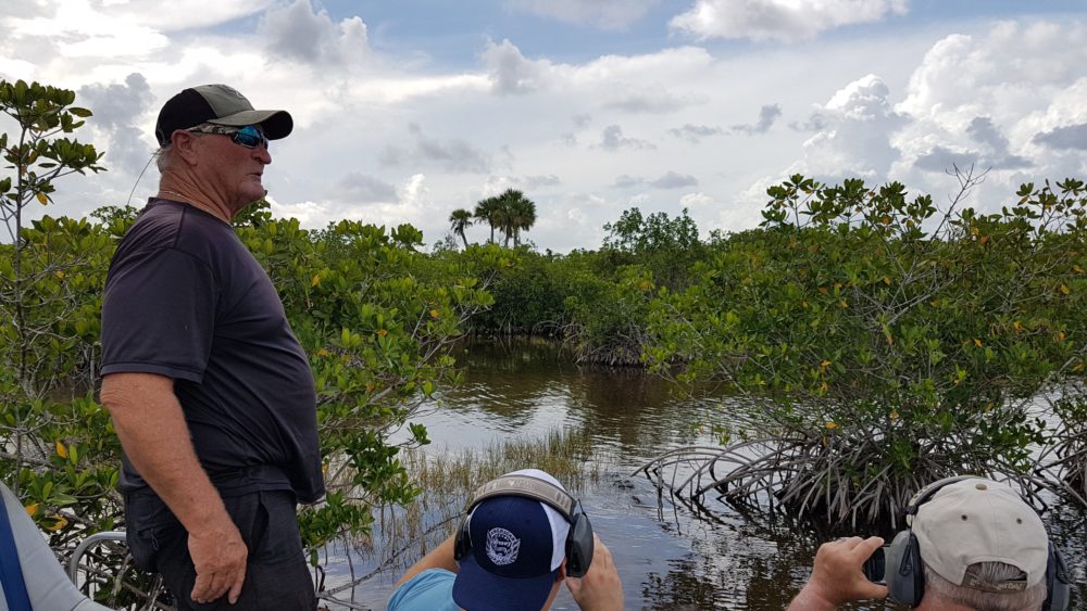 guide explains life in the mangrove
