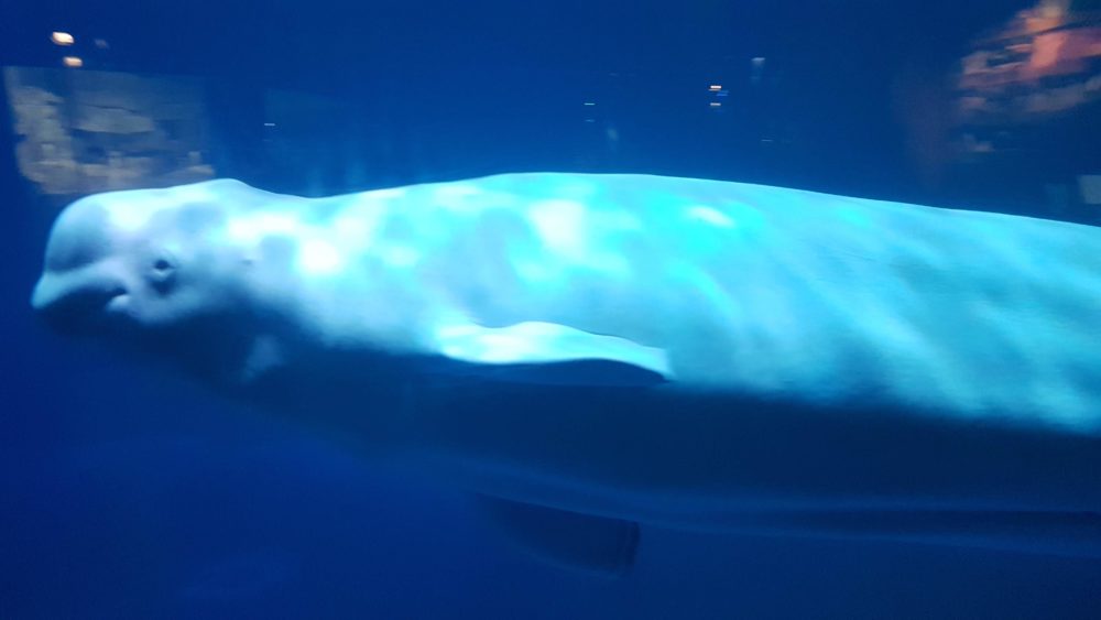 Beluga no Shedd Aquarium em Chicago