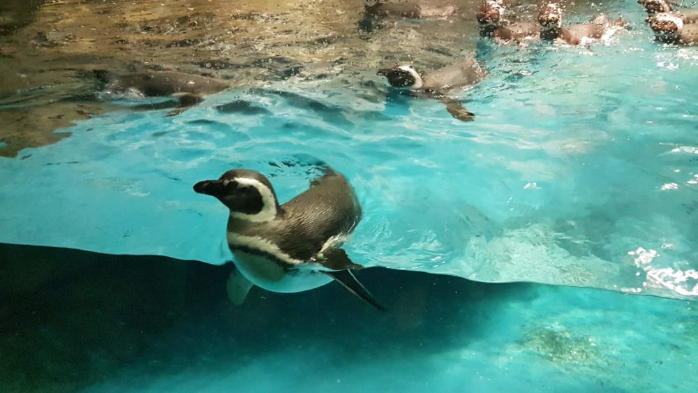 Pinguim no Shedd Aquarium em Chicago