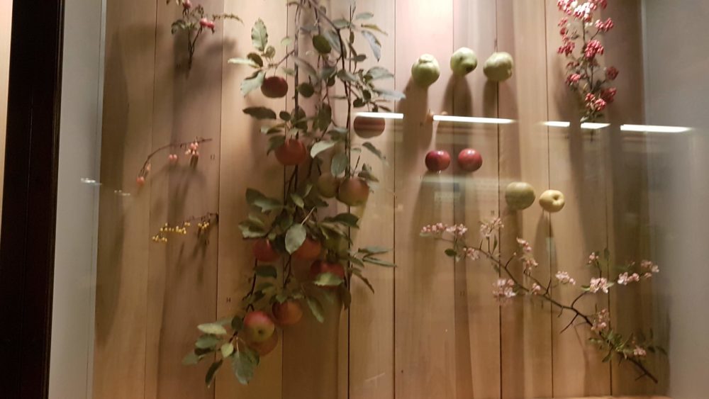 Exposição sobre plantas comestíveis no Field Museum