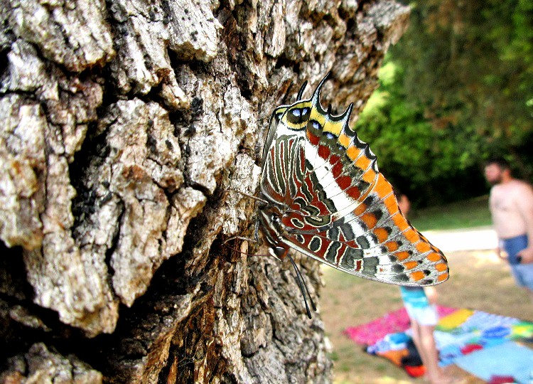 borboleta croácia