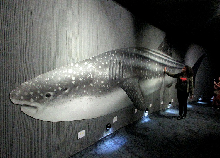 Tubarão baleia AquaRio