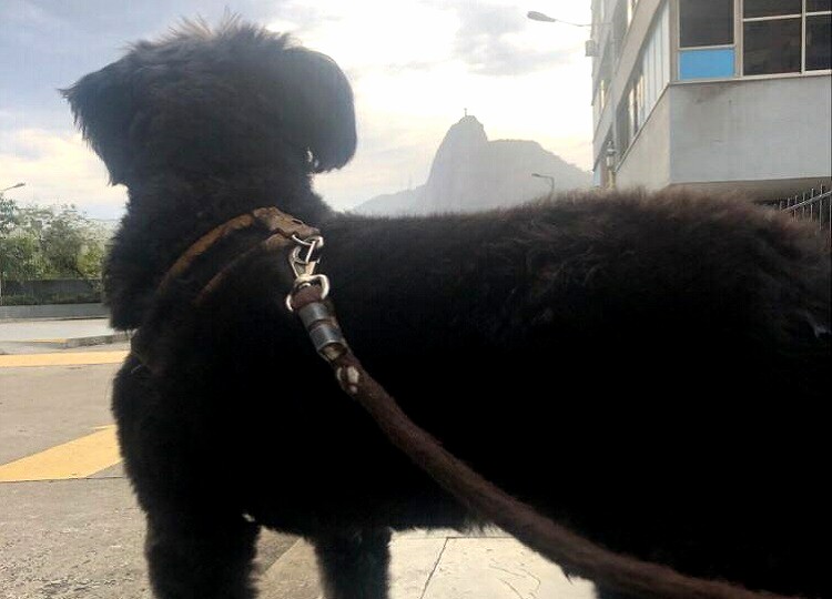 cachorro no Rio de Janeiro