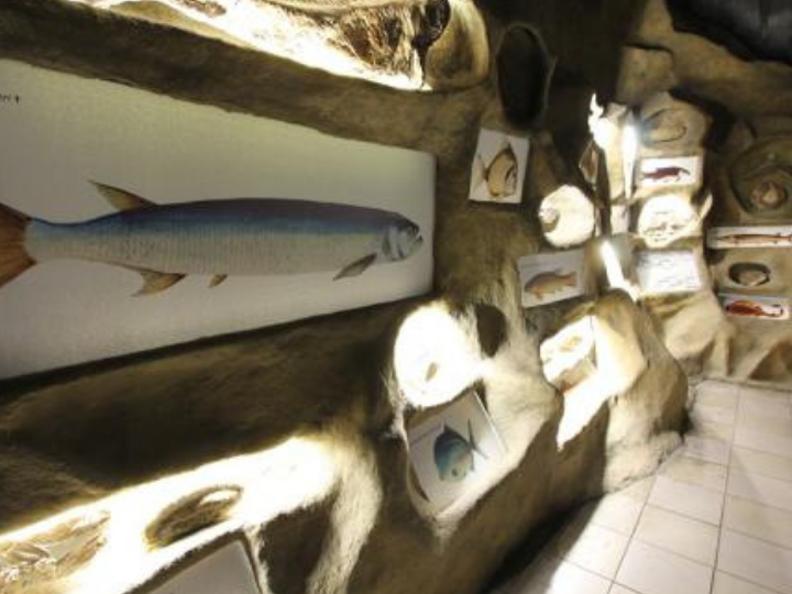 Fotos Museu PUC Minas - Vida aquática