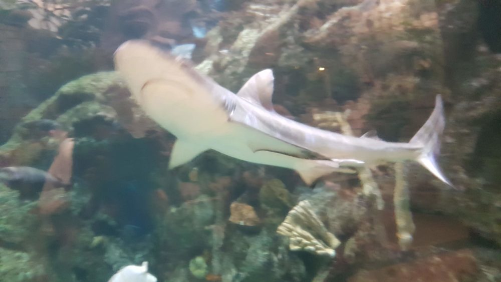 Tubarão no shark reef