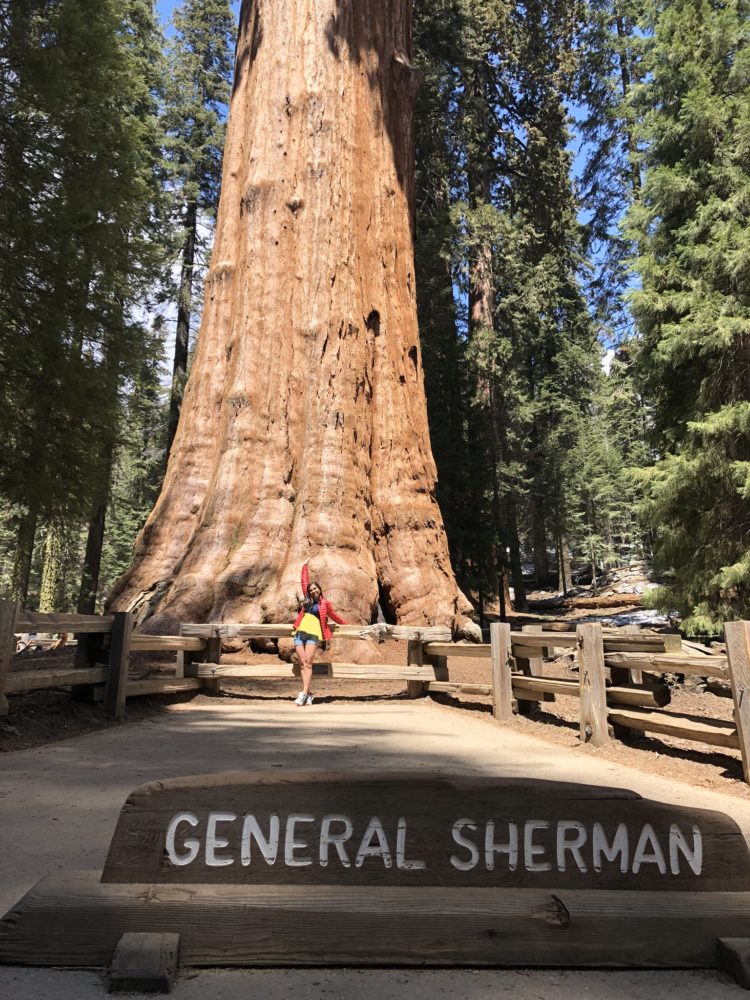General Sherman, tida como a maior árvore do mundo em volume. 83 m de altura