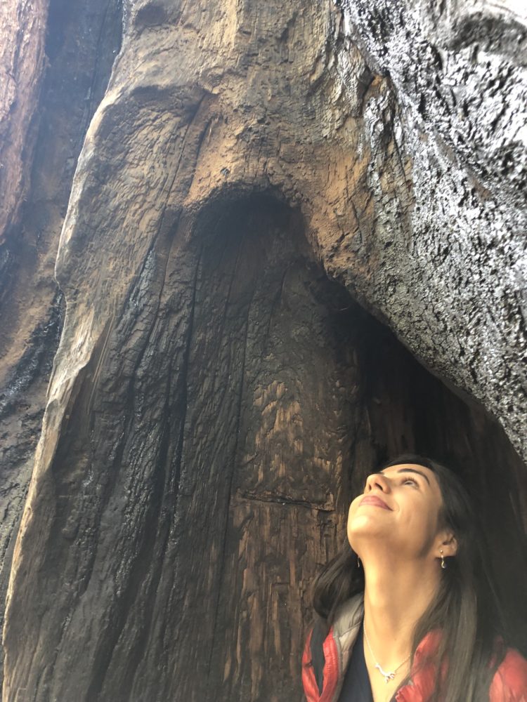 sequoia hole