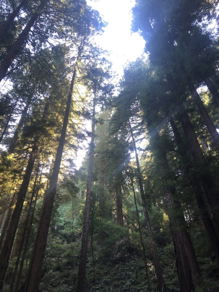 Imponência das árvores do Muir Woods