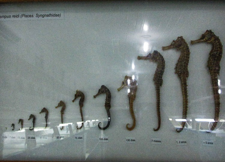 fases do cavalo-marinho projeto hippocampus