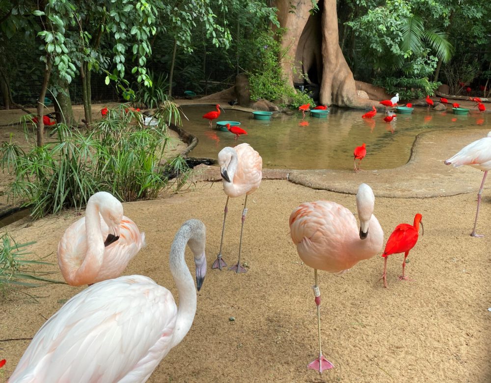 Flamingos parque das aves