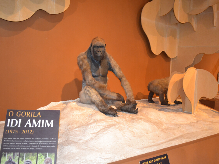 Gorila Idi Amim no Museu de Ciências naturais PUC Minas