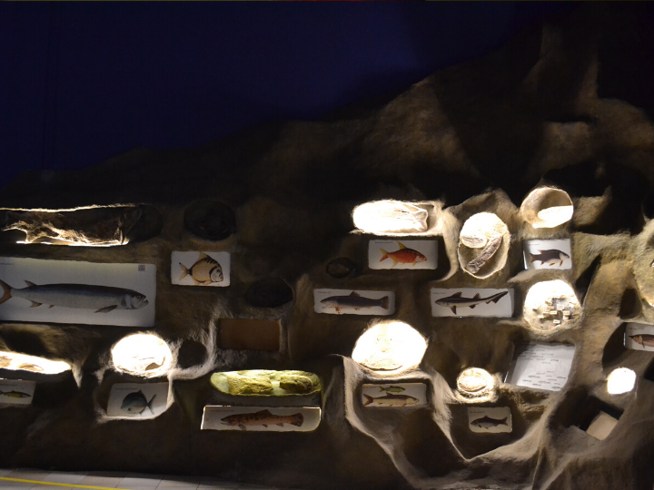Várias espécies de peixe no Museu Puc Minas em Belo Horizonte