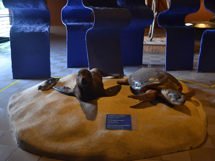 Animais Marinhos na exposição Vida na água - Museu PUC Minas