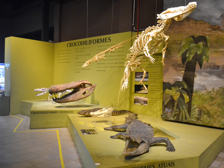 Crocodilos do Museu de Ciências Naturais da PUC Minas 
