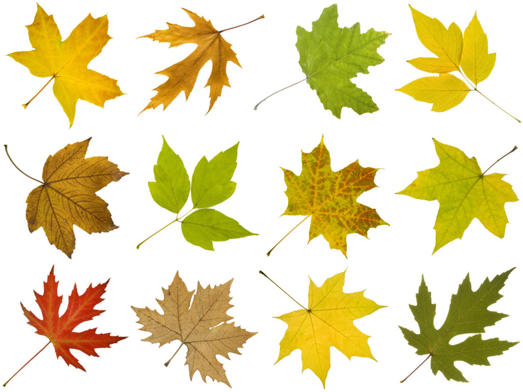 types of maple tree leaves