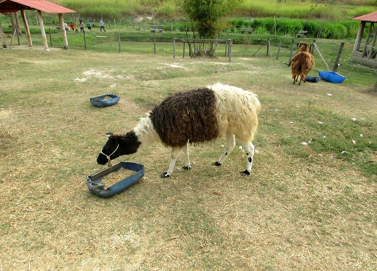 rancho quindins paty do alferes