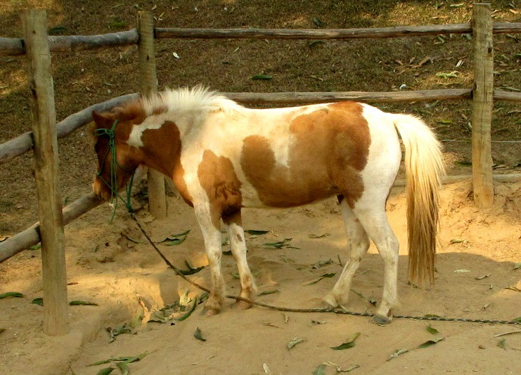 rancho quindins paty do alferes