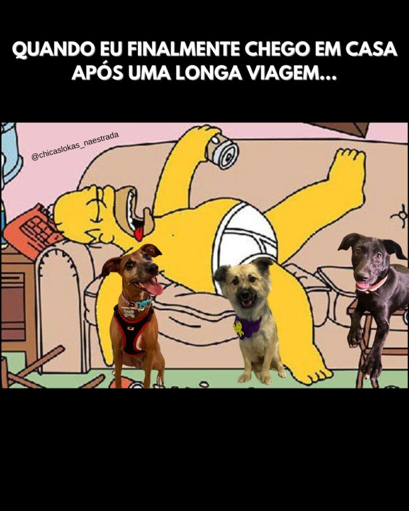 meme de viagem cachorros