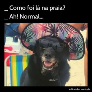 meme de viagem cachorro óculos escuro praia florianópolis