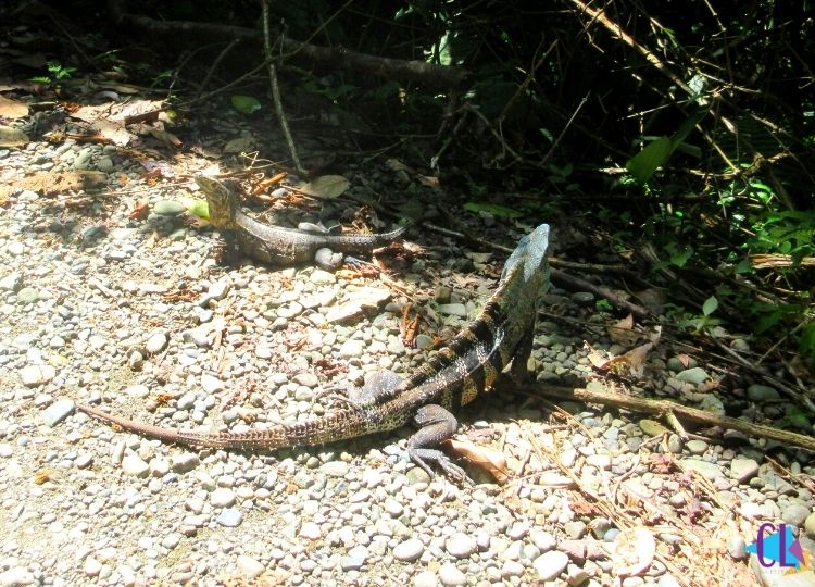 parque nacional manuel antonio costa rica iguanas
