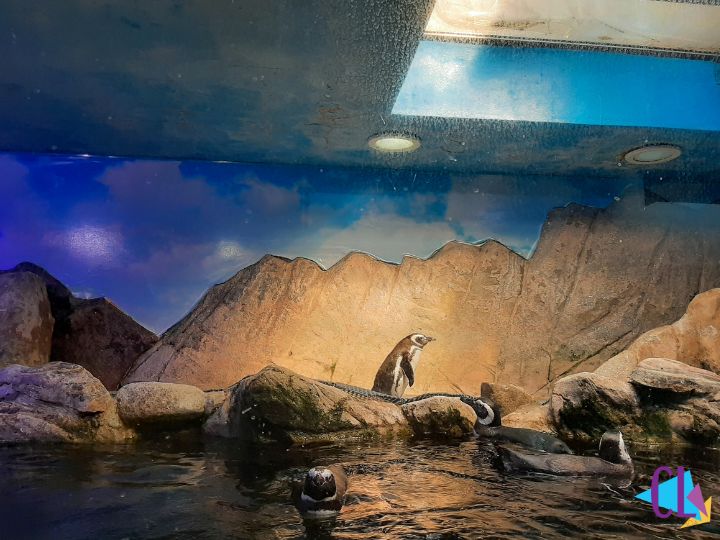 Pinguins no Aquário de Ubatuba