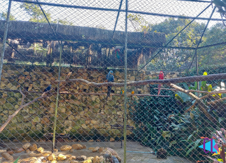 Pássaros no zoológico de São Paulo-SP