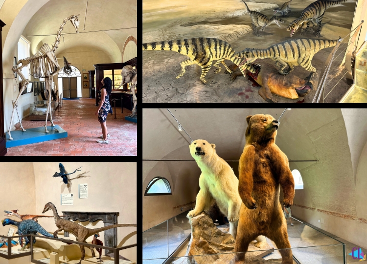 museu de história natural de pisa acervo