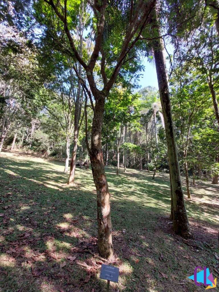 Bosque do Pau Brasil