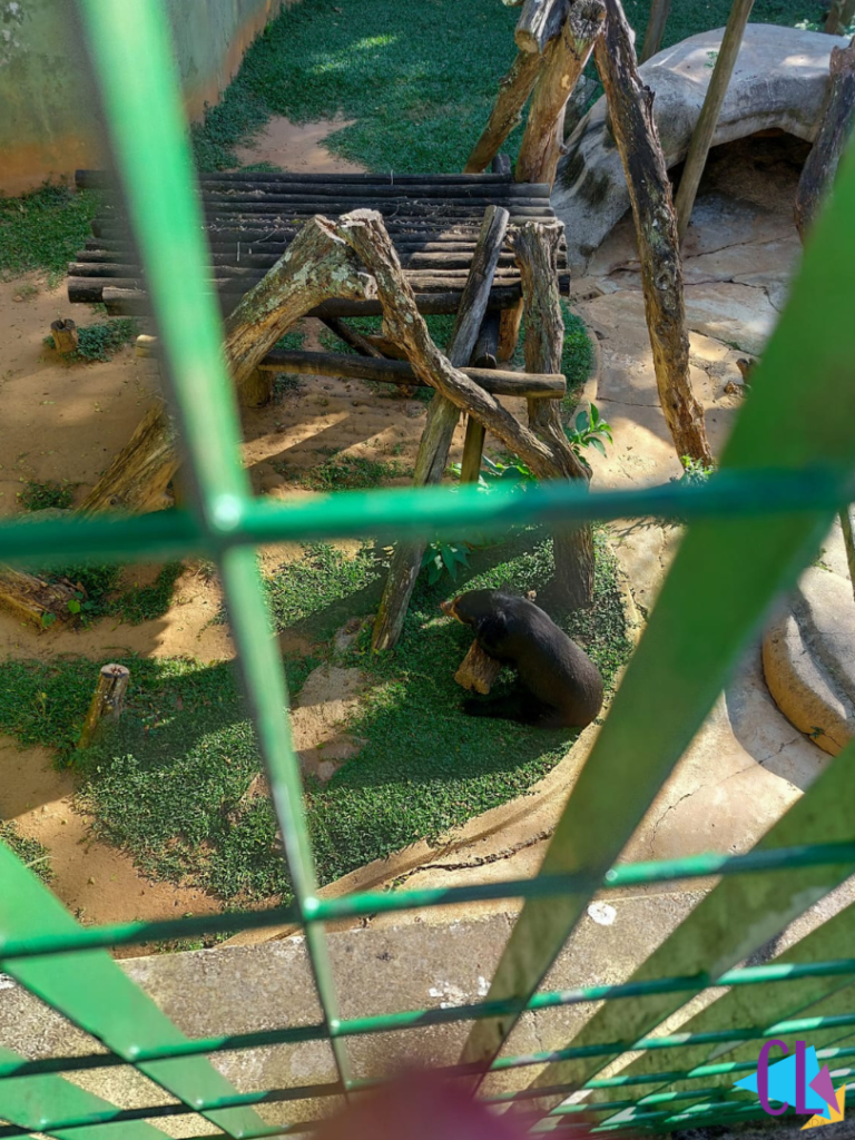 Urso-de- Óculos no zoológico de São Paulo-SP