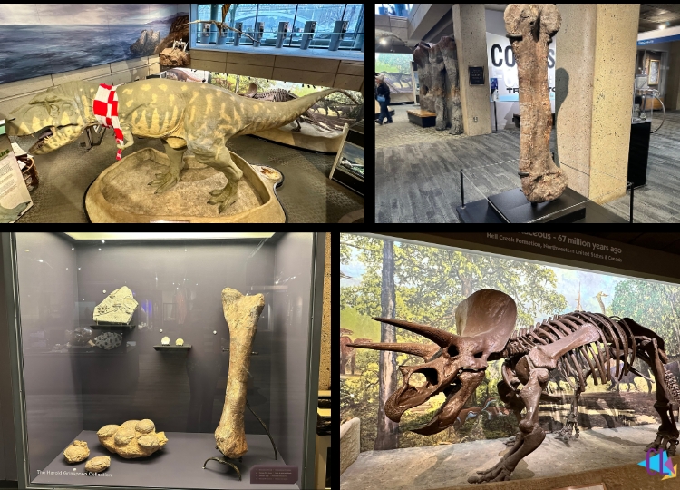 museu de ciências de boston dinossauros