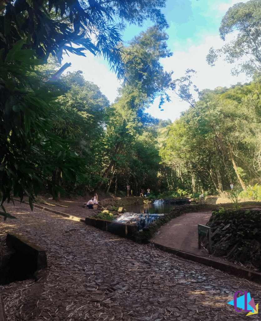 Trilha no parque das Mangabeiras-BH